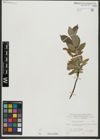 Foto von Salix hastata L.